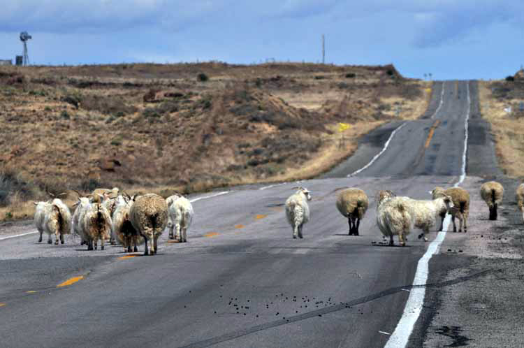 sheep on the road